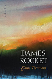 Dames Rocket by Elaine Terranova